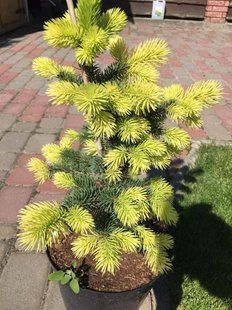 Ялина Май Голд 102882 фото
