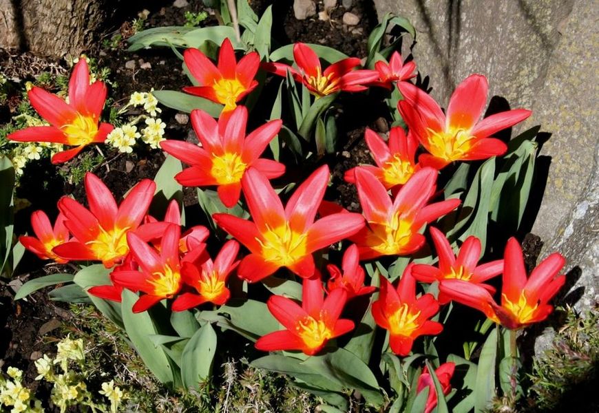 Тюльпан Scarlet Baby 101687fasovka-0 фото