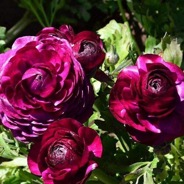 Жовтець Purple Sensation 108973 фото