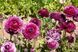 Жовтець Purple Sensation 108973 фото 5