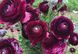 Жовтець Purple Sensation 108973 фото 7
