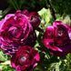 Жовтець Purple Sensation 108973 фото 3