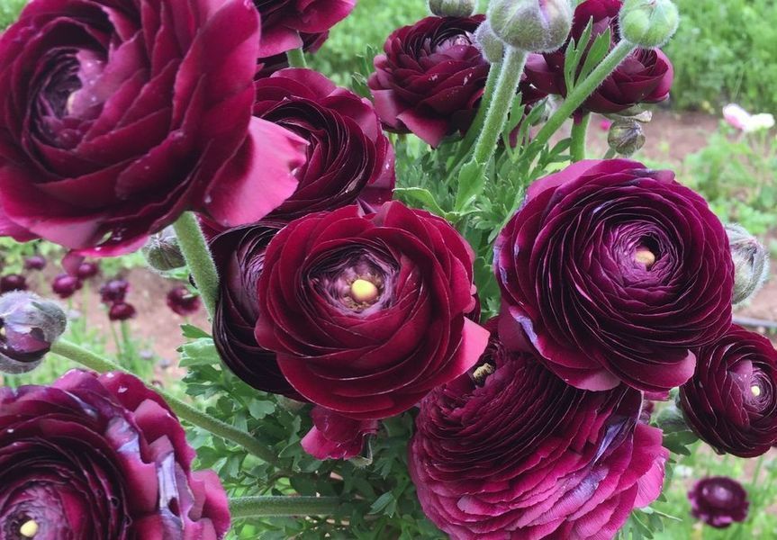 Жовтець Purple Sensation 108973 фото