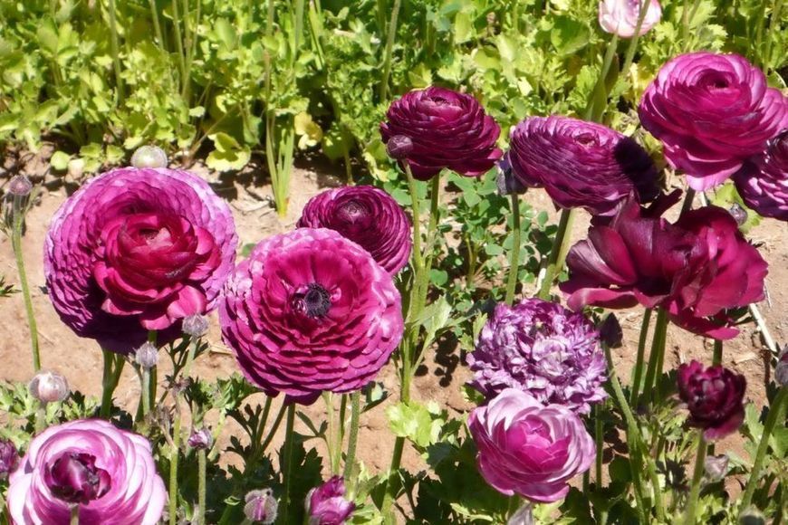 Жовтець Purple Sensation 108973 фото