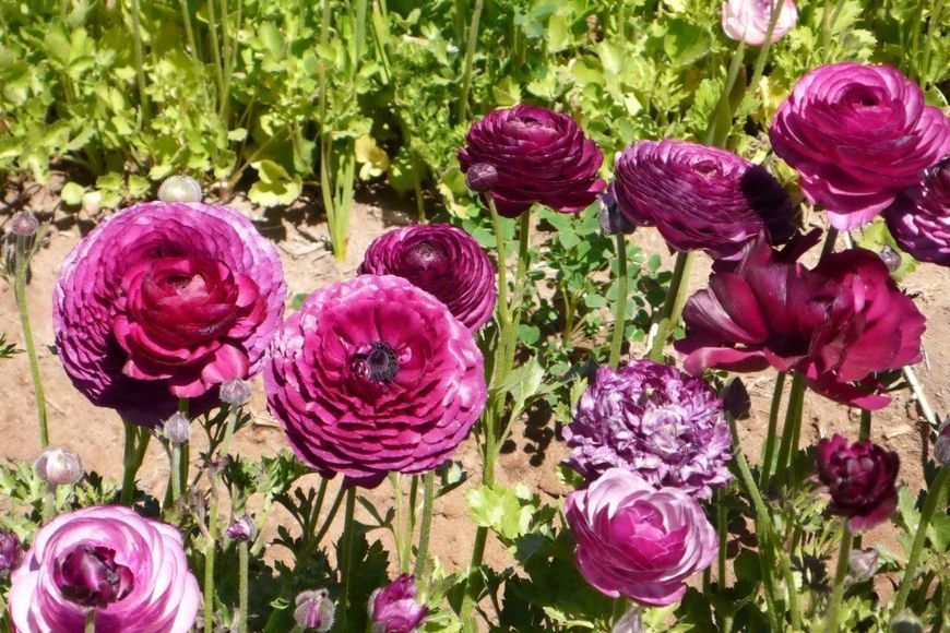 Жовтець Purple Sensation 108973 фото