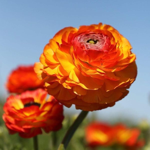 Жовтець Orange пікоте 108974 фото