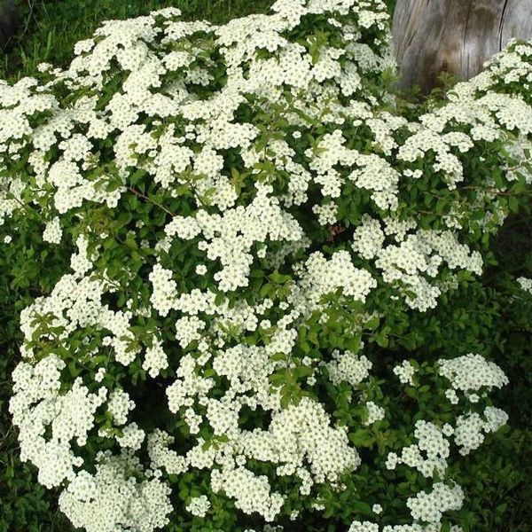 Спірея ніппонська 102922 фото