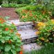 Настурция ампельная Драгоценность (Фасовка: 10 г; Цвет: смесь) 102251 фото 5