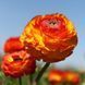Жовтець Orange пікоте 108974 фото 2