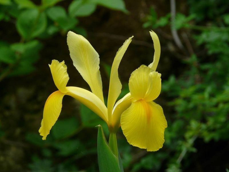 Ірис Роял Єллоу - Royal Yellow 102021fasovka-0 фото