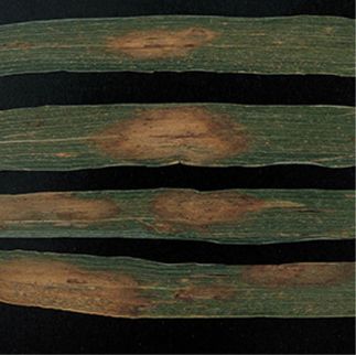 Коронет 300 SC л.с. 101091 фото