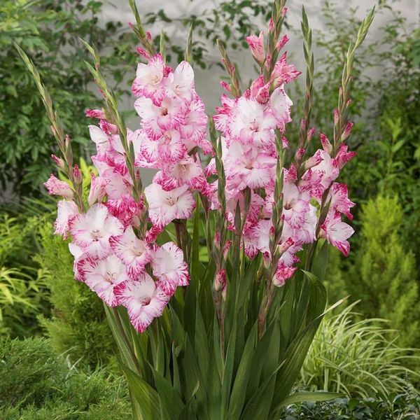 Гладіолус Май Лов - My Love 109600 фото