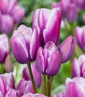 Тюльпан Purple Elegance 2шт., 12/+ букетный 107769 фото