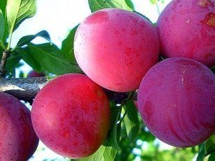 Алича Обільна 102282 фото