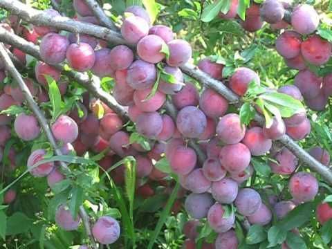 Алича Обільна 102282 фото