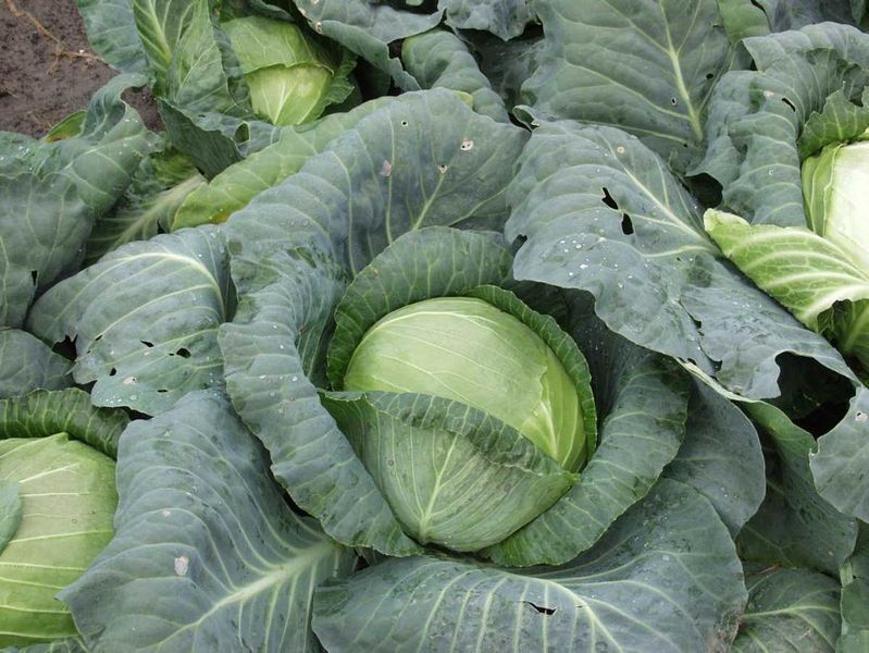 Капуста Кубок F1 104920 фото
