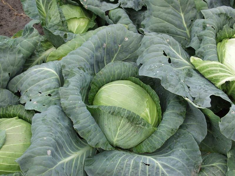 Капуста Кубок F1 104920 фото
