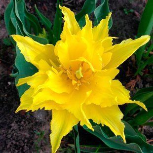 Тюльпан Yellow Spider 108978 фото