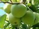 Яблуня Мутсу 102340 фото 6