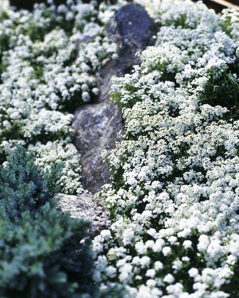 Гутчінзія Айскьюб (Фасовка: 100 шт; Колір: білий) 103070fasovka-0_color-17 фото