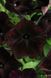 Петуния Дебонэйр F1 101493fasovka-0_color-163 фото 1