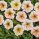 Петуния мультифлора Ингрид F1 107374 фото 6