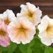 Петуния мультифлора Ингрид F1 107374 фото 1