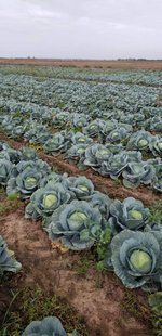 Капуста Сапфир F1 109647 фото