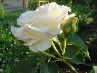 Роза чайно-гибридная Шопен (Фасовка: 1 шт.) 102446 фото