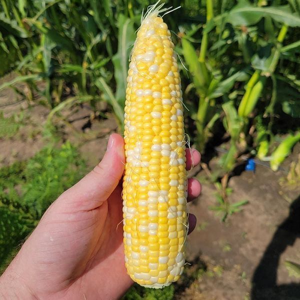 Кукуруза Акведук F1 109440 фото