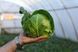 Капуста Заріссіма F1 (Фасовка: 20 шт) 109249 фото 4
