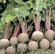 Буряк столовий Бікорес 105676 фото 1