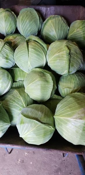 Капуста Лотто F1 107809 фото