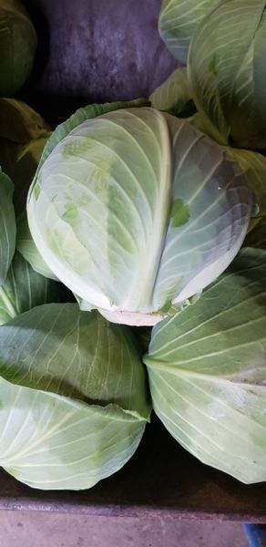 Капуста Лотто F1 107809 фото