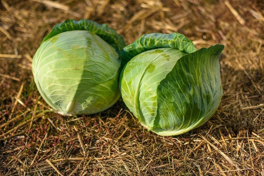 Капуста Лотто F1 107809 фото