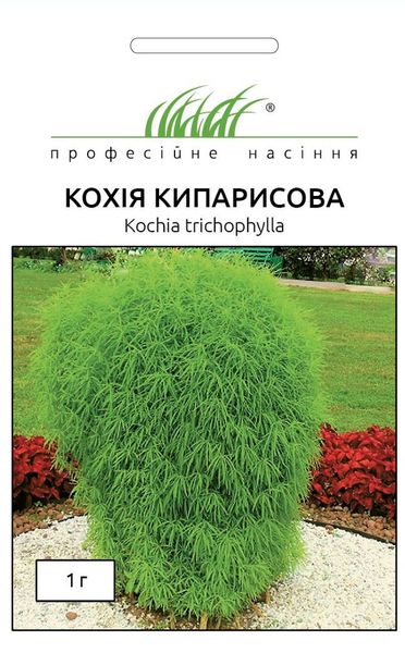 Кохия Кипарисовая (Фасовка: 1 г; Цвет: зеленый) 103771fasovka-0_color-20 фото