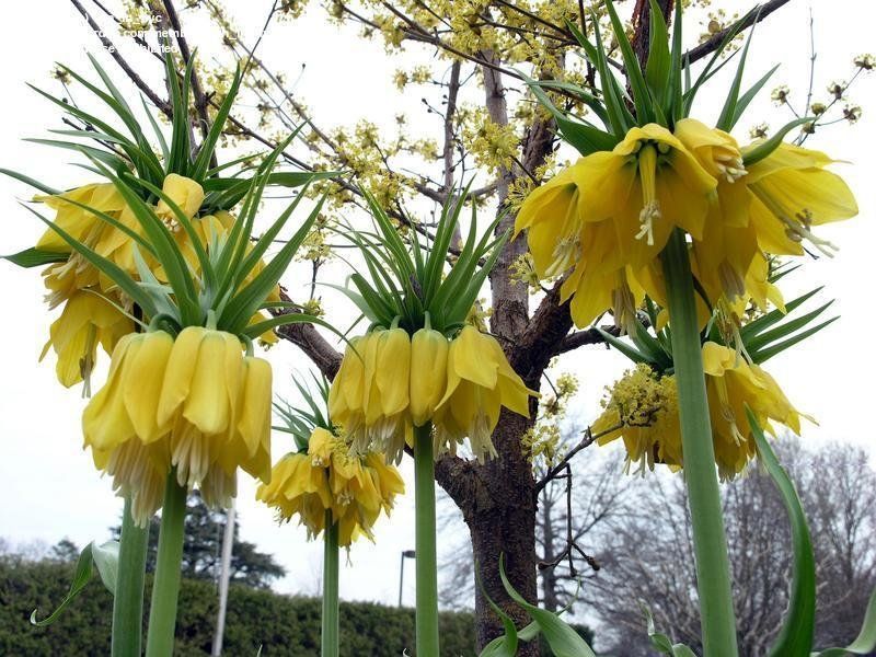 Рябчик Imperialis Lutea 105003fasovka-0 фото