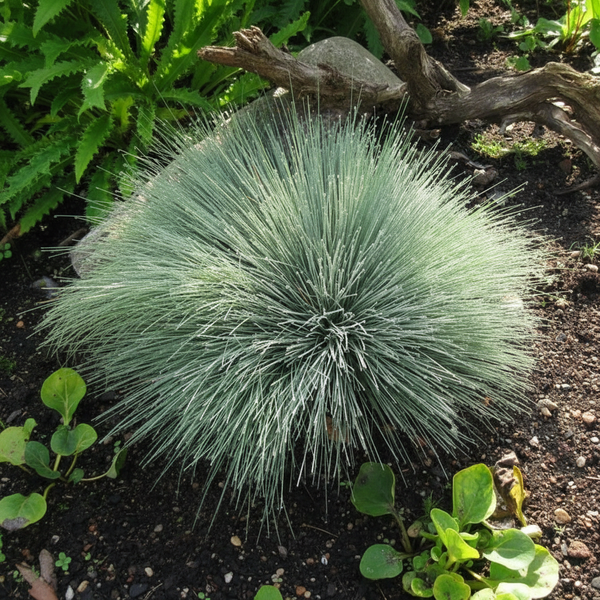 Срібна трава сива Spiky 110485 фото
