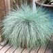 Срібна трава сива Spiky 110485 фото 1