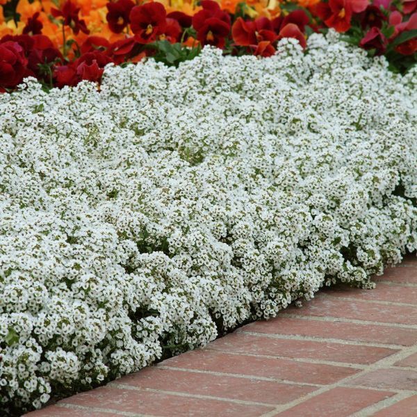 Лобулярія (аліссум) Кристал (Фасовка: 200 мультидраже; Колір: white) 110012 фото