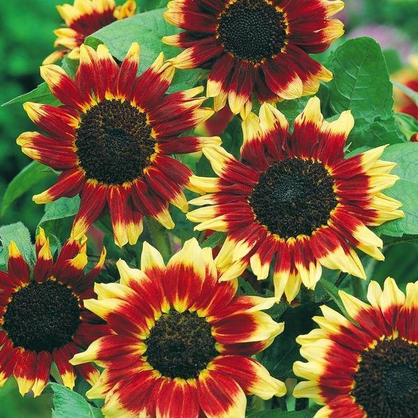 Соняшник Флоренс 109479 фото