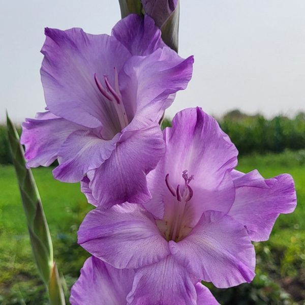 Гладіолус Мілка - Milka 109601 фото