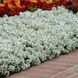 Лобулярія (аліссум) Кристал (Фасовка: 200 мультидраже; Колір: white) 110012 фото 8