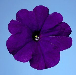 Петунія Селебреті F1 102373fasovka-0_color-30 фото