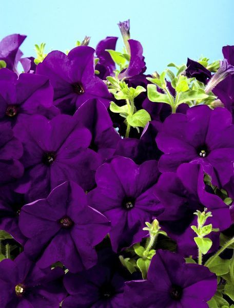 Петунія Селебреті F1 102373fasovka-0_color-30 фото