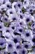 Петунія Селебреті F1 102373fasovka-0_color-30 фото 19