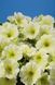 Петунія Селебреті F1 102373fasovka-0_color-30 фото 12