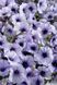 Петунія Селебреті F1 102373fasovka-0_color-30 фото 10