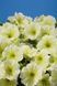 Петунія Селебреті F1 102373fasovka-0_color-30 фото 3