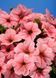 Петунія Селебреті F1 102373fasovka-0_color-30 фото 15